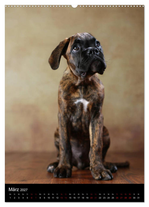 Boxer - Charmante Charakterköpfe (CALVENDO Wandkalender 2027)