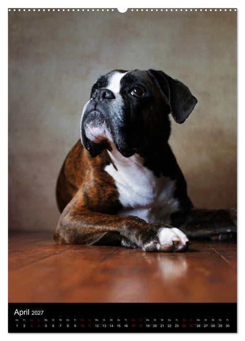 Boxer - Charmante Charakterköpfe (CALVENDO Wandkalender 2027)