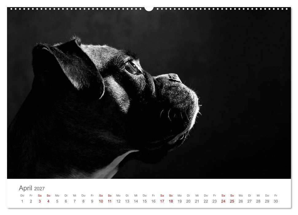 Hundeportraits Fine Art (CALVENDO Wandkalender 2027)