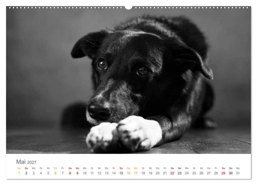 Hundeportraits Fine Art (CALVENDO Wandkalender 2027)