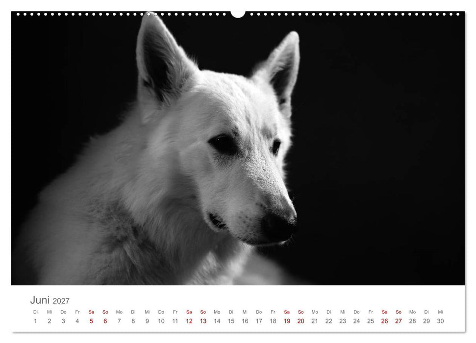 Hundeportraits Fine Art (CALVENDO Wandkalender 2027)