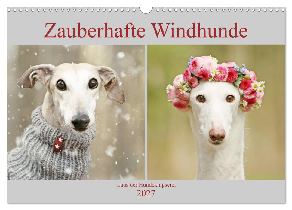 Zauberhafte Windhunde (CALVENDO Wandkalender 2027)