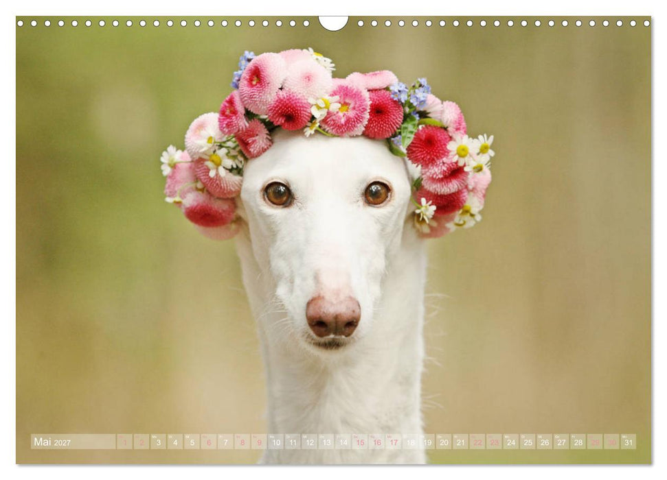 Zauberhafte Windhunde (CALVENDO Wandkalender 2027)