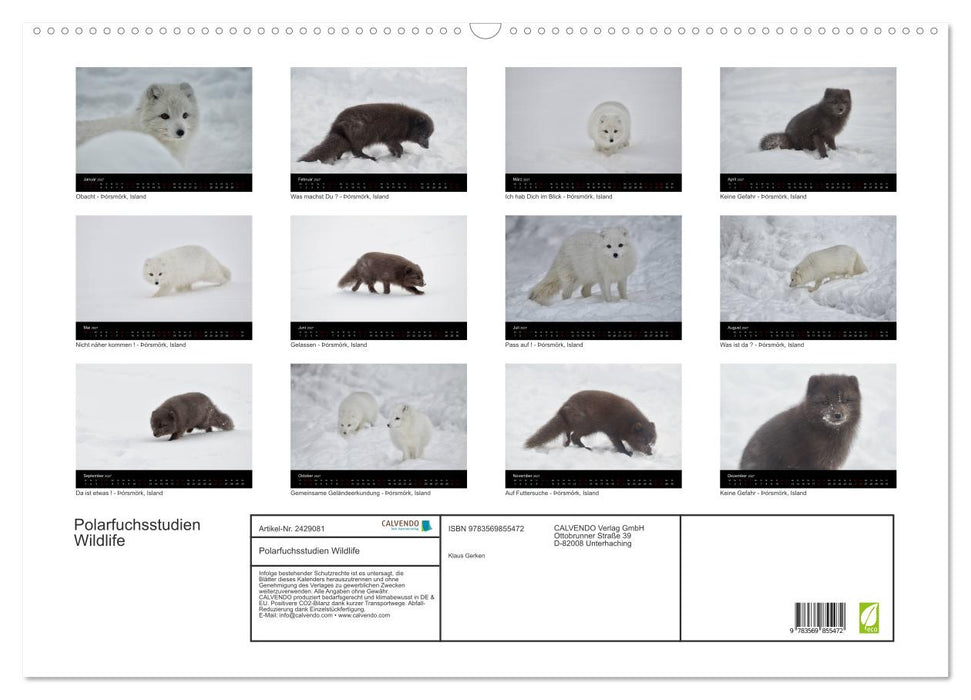 Polarfuchsstudien Wildlife (CALVENDO Wandkalender 2027)