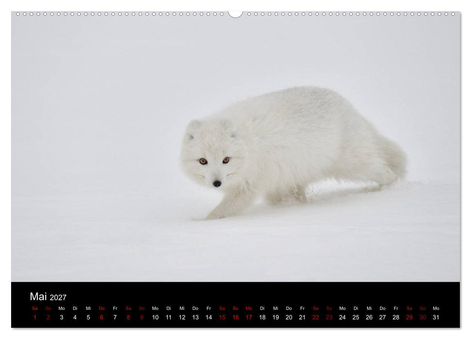 Polarfuchsstudien Wildlife (CALVENDO Wandkalender 2027)