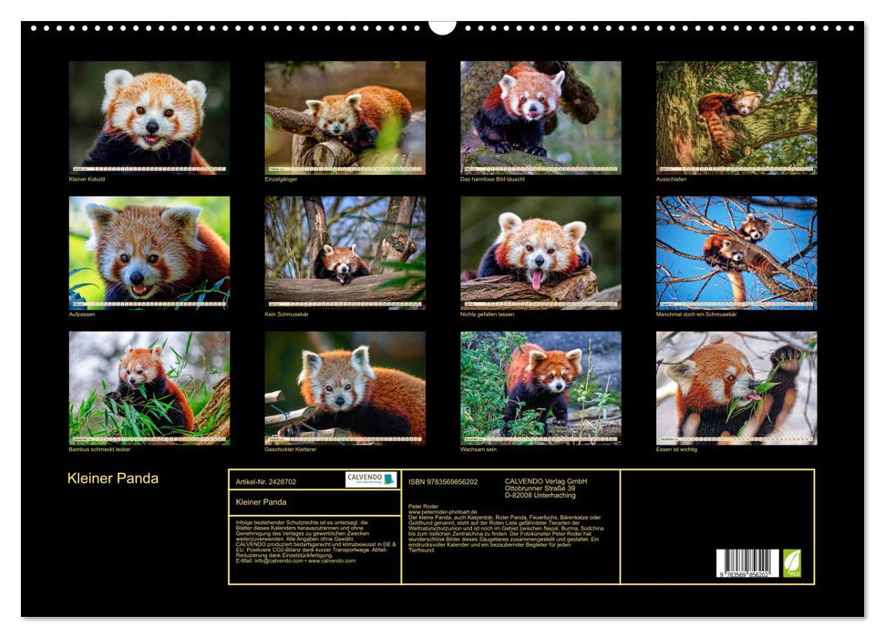 Kleiner Panda (CALVENDO Wandkalender 2027)