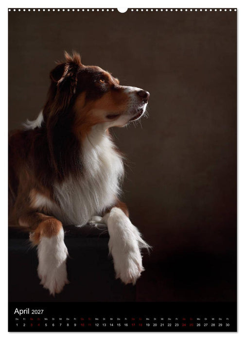 Geliebte Aussies - Australian Shepherds im Portrait (CALVENDO Premium Wandkalender 2027)
