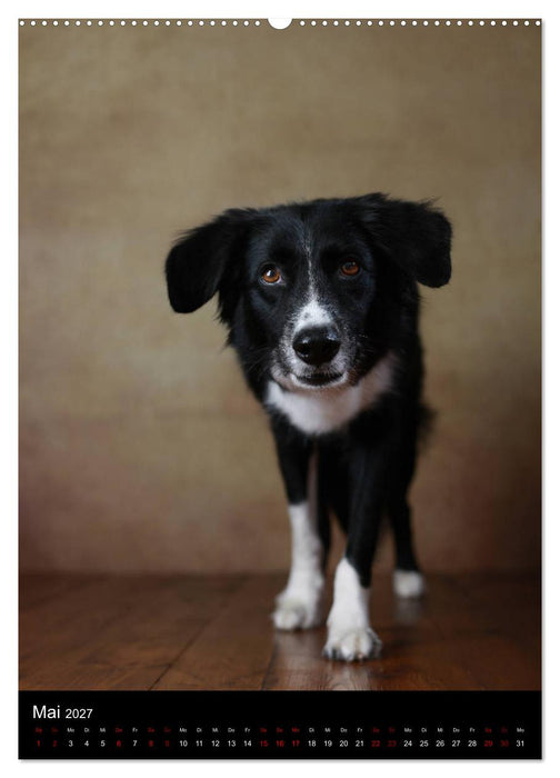 Geliebte Aussies - Australian Shepherds im Portrait (CALVENDO Premium Wandkalender 2027)