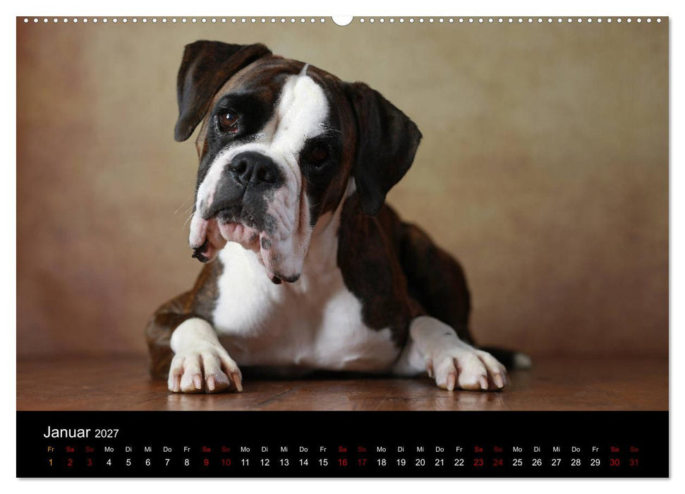 Liebenswerte Boxer (CALVENDO Premium Wandkalender 2027)
