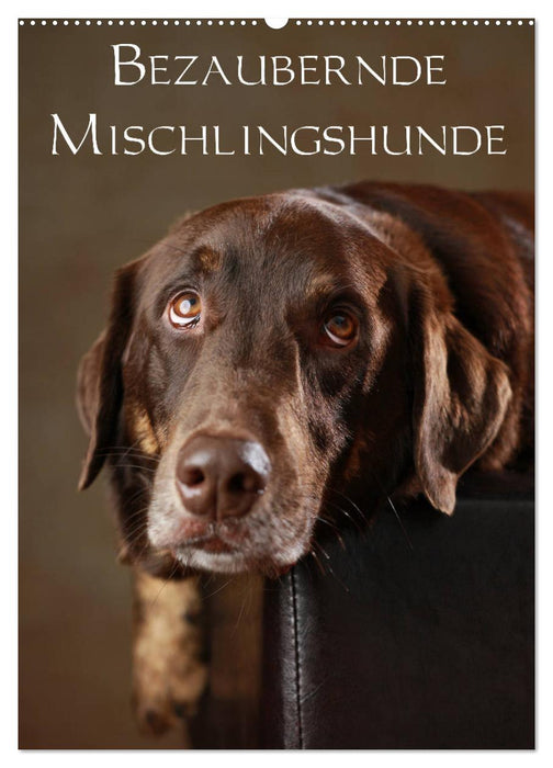 Bezaubernde Mischlingshunde (CALVENDO Wandkalender 2027)