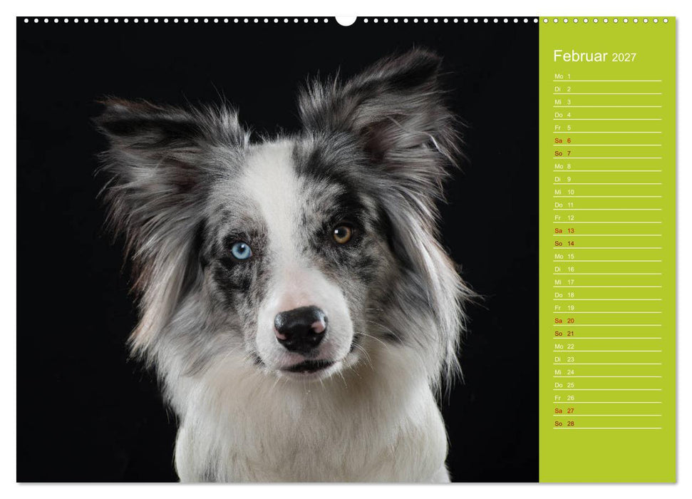 Border Collies - nicht nur schwarzweiß (CALVENDO Premium Wandkalender 2027)
