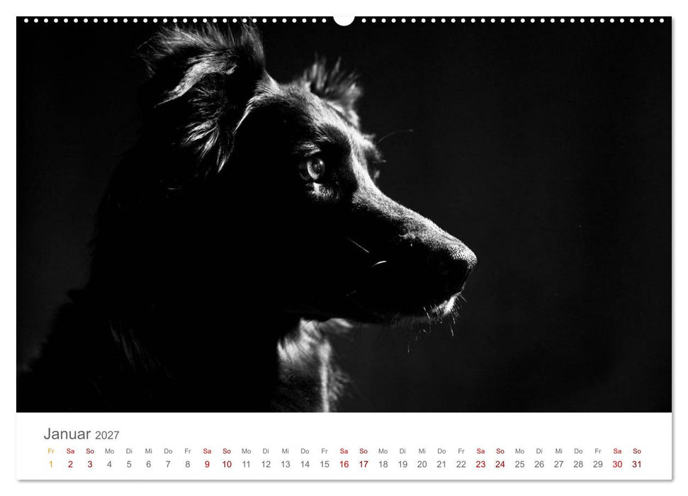 Hundeportraits Fine Art (CALVENDO Premium Wandkalender 2027)
