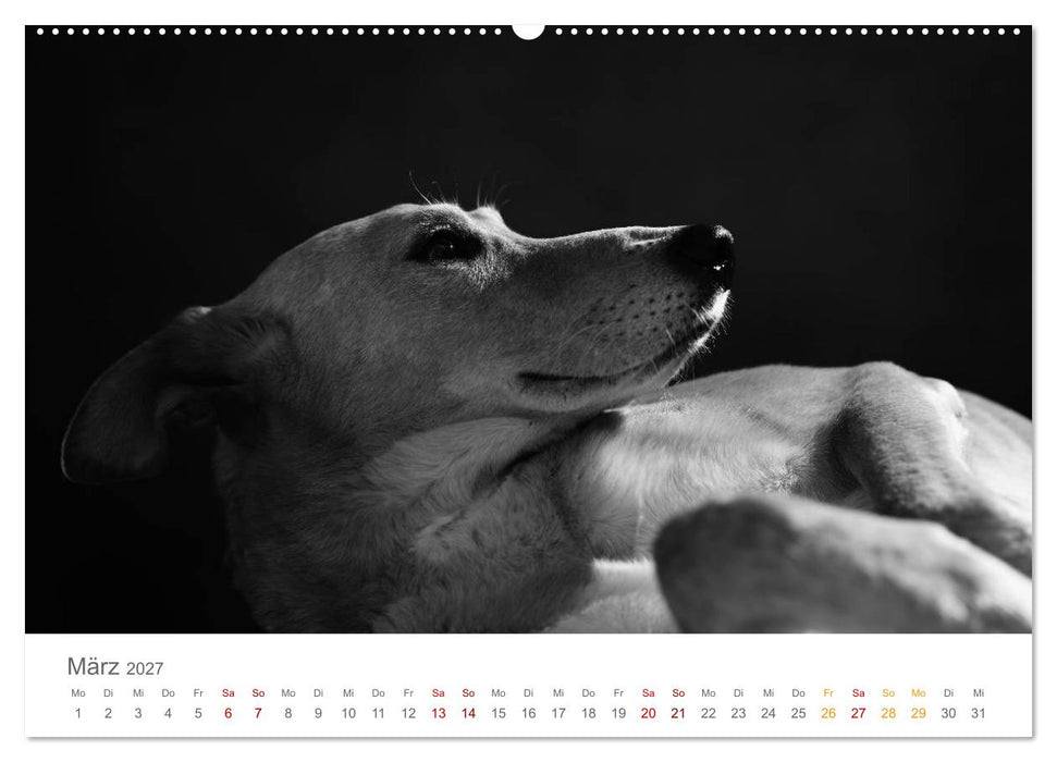 Hundeportraits Fine Art (CALVENDO Premium Wandkalender 2027)