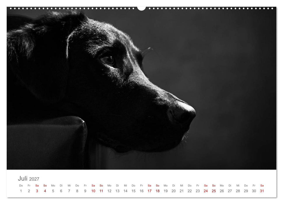 Hundeportraits Fine Art (CALVENDO Premium Wandkalender 2027)