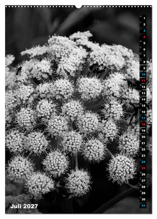 Blumige Graustufen - Schwarz und Weiß (CALVENDO Premium Wandkalender 2027)