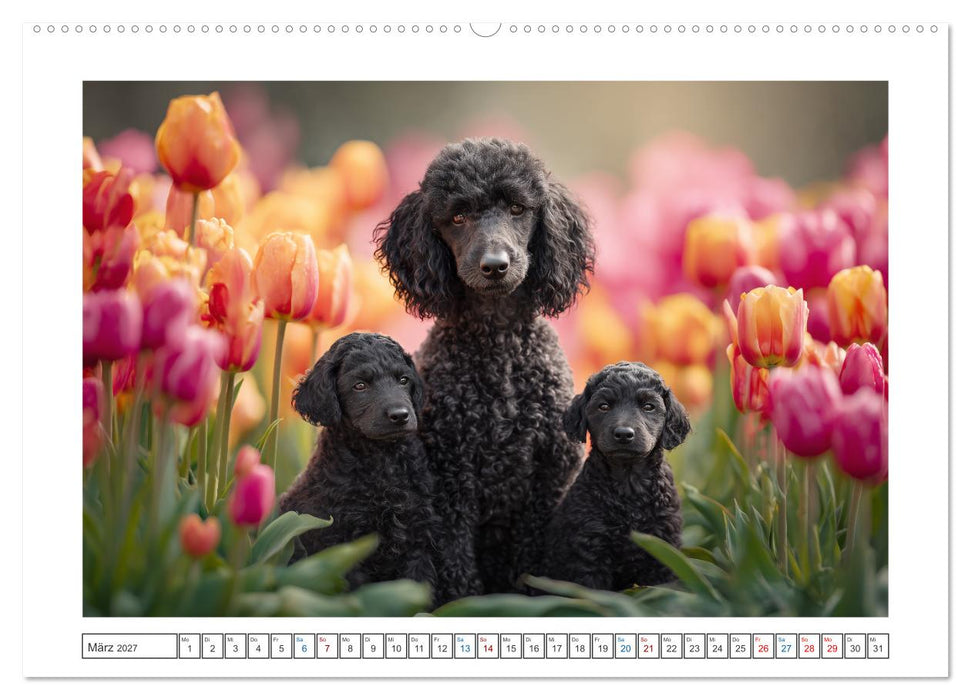 Pudelzauber (CALVENDO Wandkalender 2027)