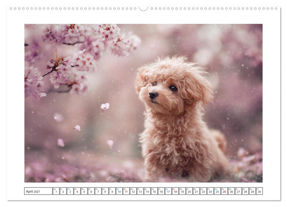 Pudelzauber (CALVENDO Wandkalender 2027)