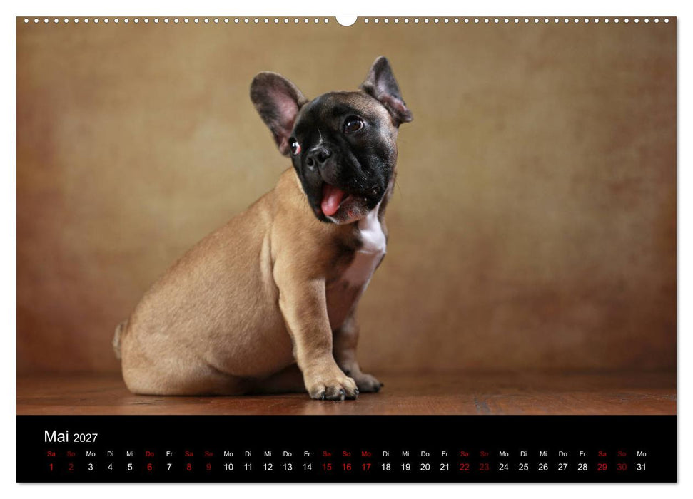 Charme auf vier Pfoten - Französische Bulldoggen Portraits (CALVENDO Wandkalender 2027)