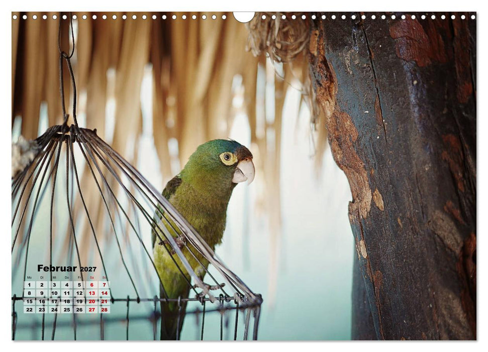 Nicaraguas faszinierende Flora & Fauna (CALVENDO Wandkalender 2027)