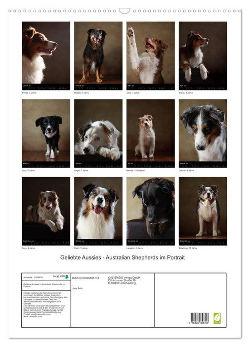 Geliebte Aussies - Australian Shepherds im Portrait (CALVENDO Wandkalender 2027)