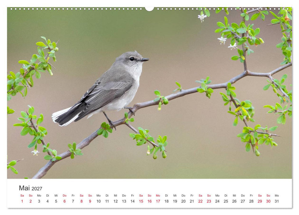 Singvögel aus Australien (CALVENDO Premium Wandkalender 2027)