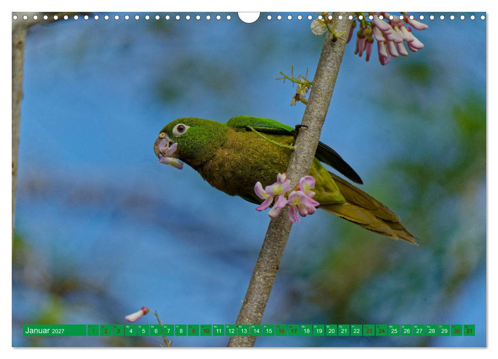 Papageien (CALVENDO Wandkalender 2027)