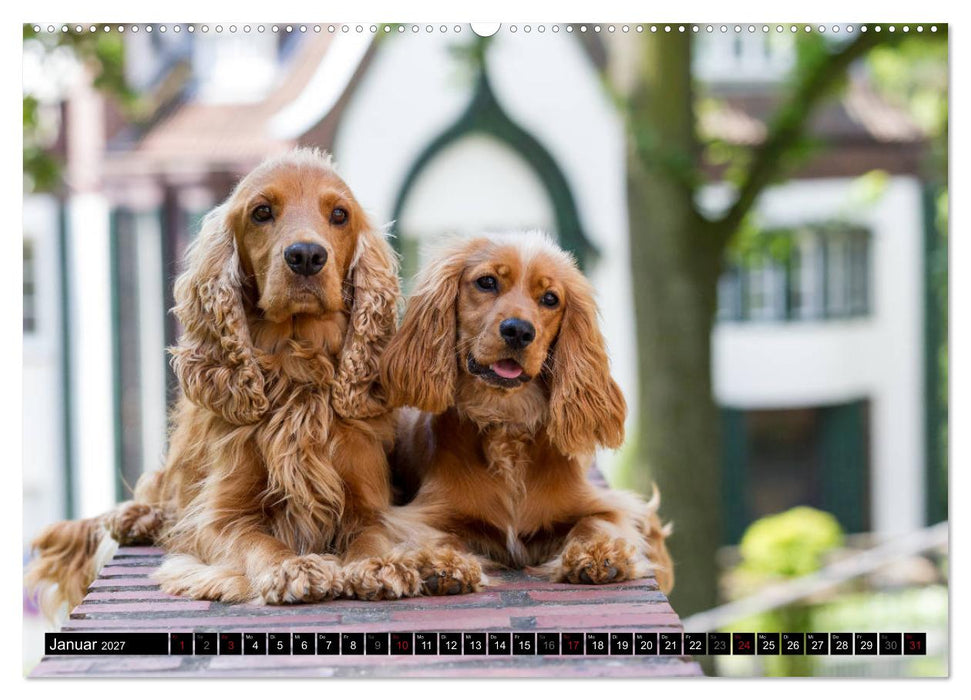 English Cocker Spaniel - Fröhliche Gesellen (CALVENDO Premium Wandkalender 2027)