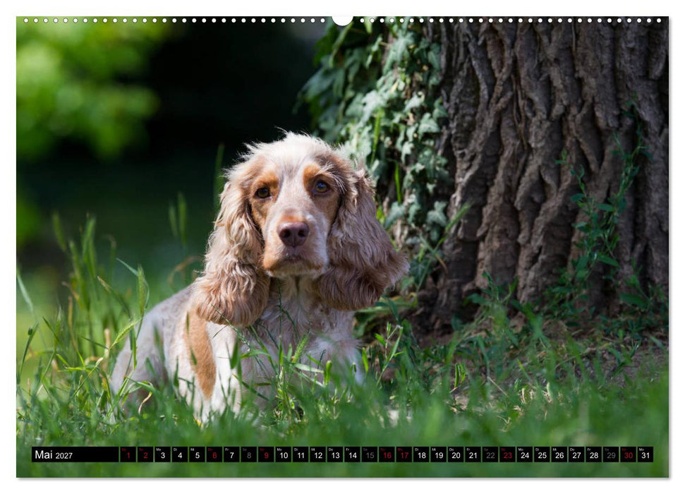 English Cocker Spaniel - Fröhliche Gesellen (CALVENDO Premium Wandkalender 2027)