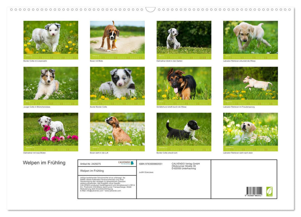 Welpen im Frühling (CALVENDO Wandkalender 2027)