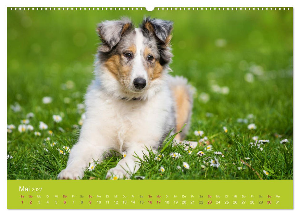 Welpen im Frühling (CALVENDO Wandkalender 2027)