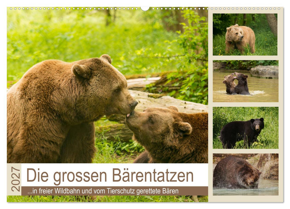 Die grossen Bärentatzen (CALVENDO Wandkalender 2027)