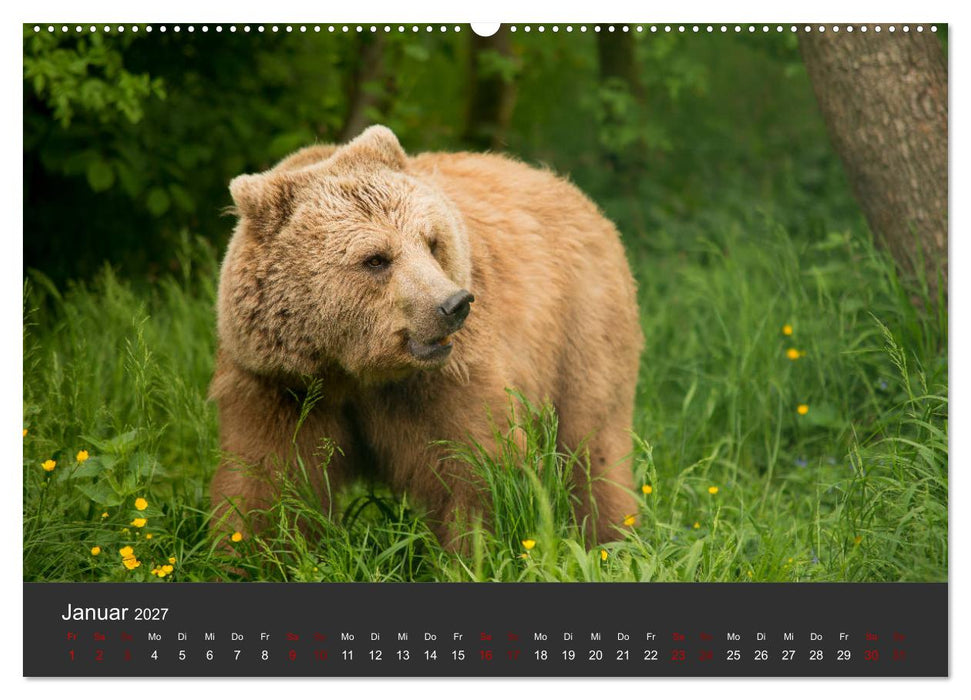 Die grossen Bärentatzen (CALVENDO Wandkalender 2027)