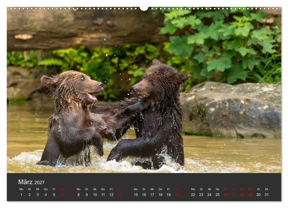 Die grossen Bärentatzen (CALVENDO Wandkalender 2027)
