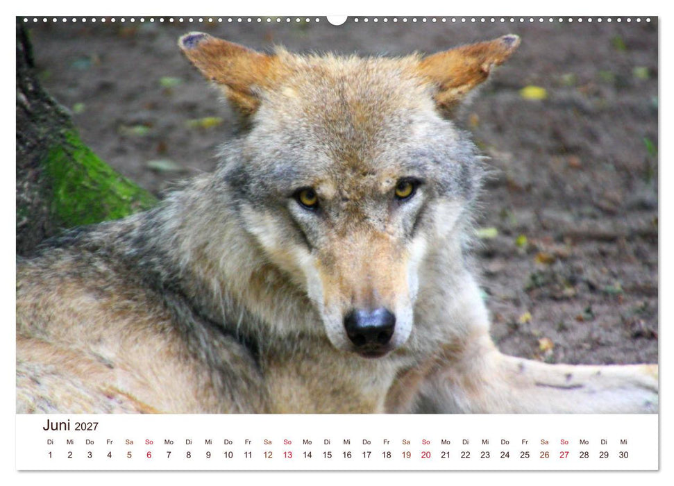 Wölfe 2027. Tierische Impressionen (CALVENDO Premium Wandkalender 2027)