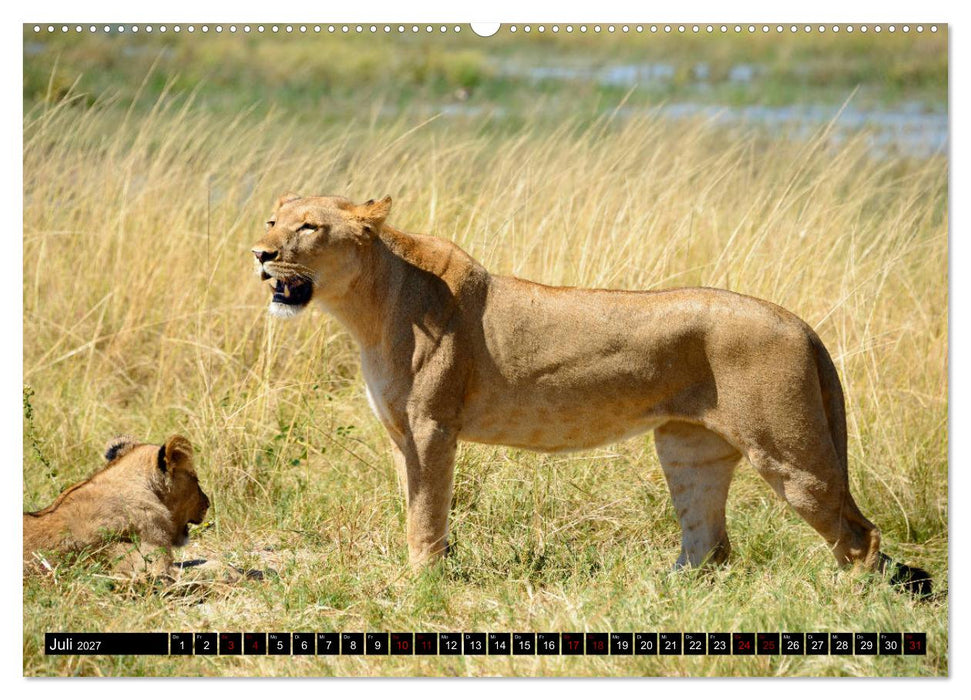 Faszination Botswana (CALVENDO Premium Wandkalender 2027)