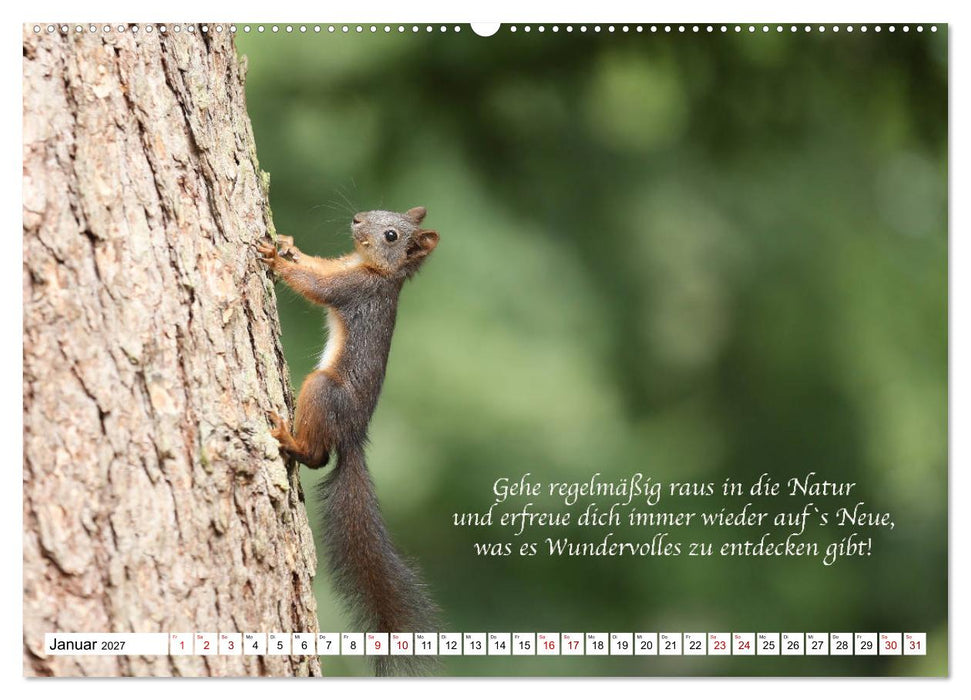 Tipps von Eichhörnchen an Eichhörnchenliebhaber (CALVENDO Premium Wandkalender 2027)