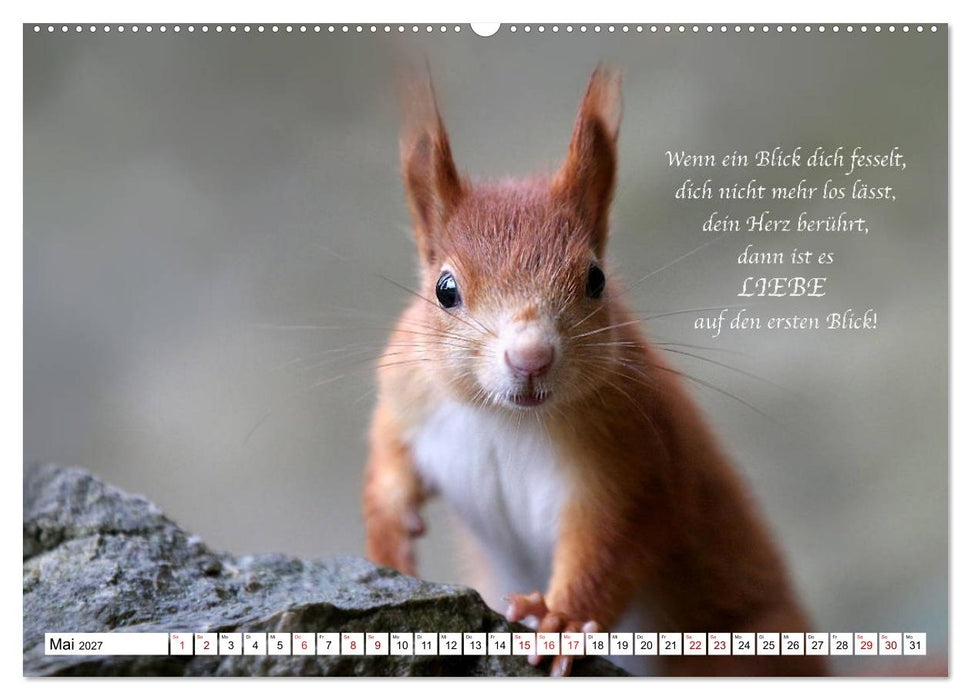 Tipps von Eichhörnchen an Eichhörnchenliebhaber (CALVENDO Premium Wandkalender 2027)