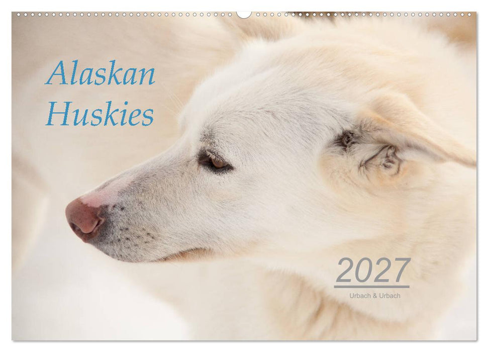 Alaskan Huskies (CALVENDO Wandkalender 2027)