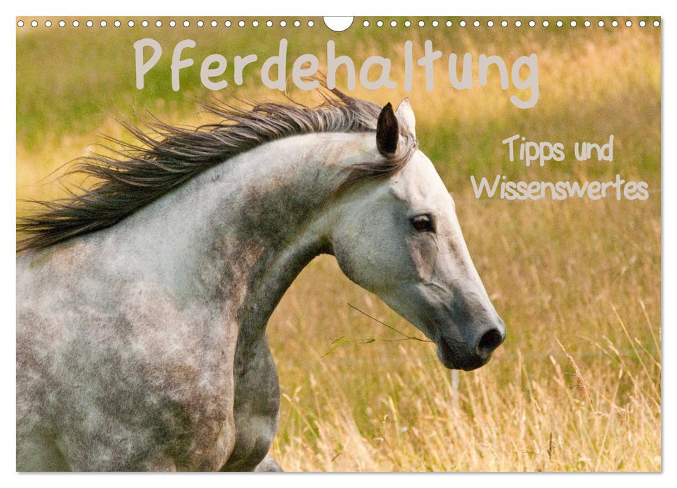 Pferdehaltung Tipps und Wissenswertes (CALVENDO Wandkalender 2027)