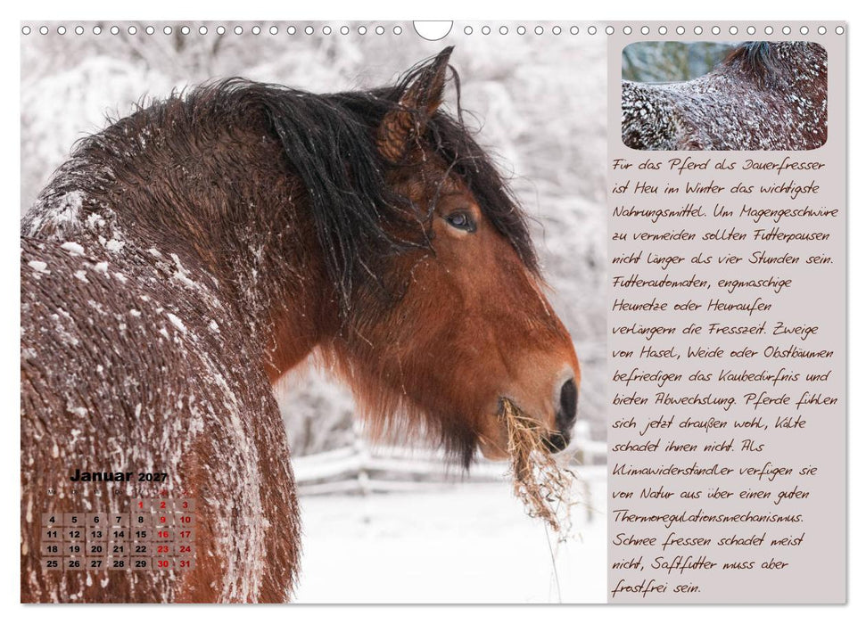 Pferdehaltung Tipps und Wissenswertes (CALVENDO Wandkalender 2027)