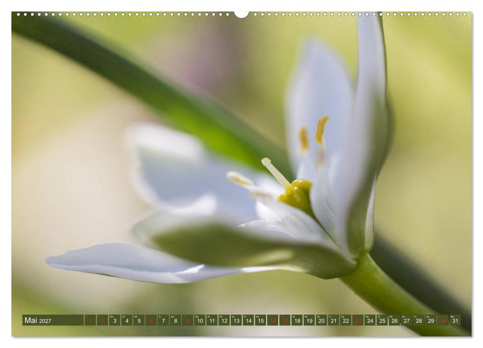 Die Natur hautnah (CALVENDO Wandkalender 2027)
