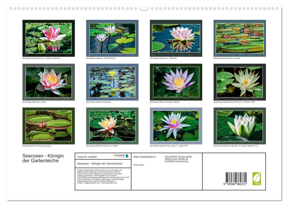 Seerosen - Königin der Gartenteiche (CALVENDO Premium Wandkalender 2027)