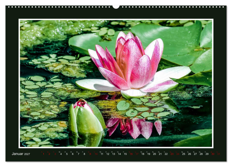 Seerosen - Königin der Gartenteiche (CALVENDO Wandkalender 2027)