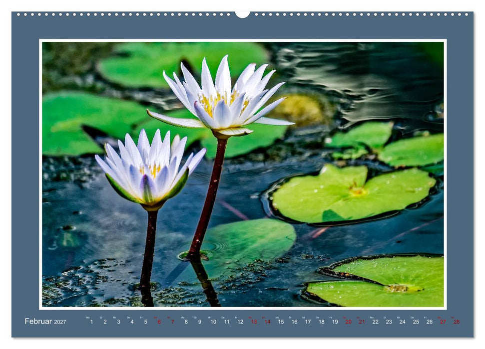 Seerosen - Königin der Gartenteiche (CALVENDO Wandkalender 2027)