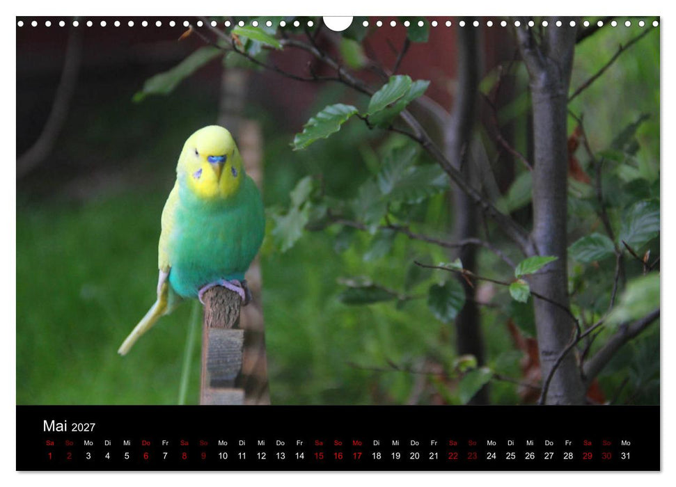 Wellensittichträume - Der neue Wellensittich-Naturkalender (CALVENDO Wandkalender 2027)
