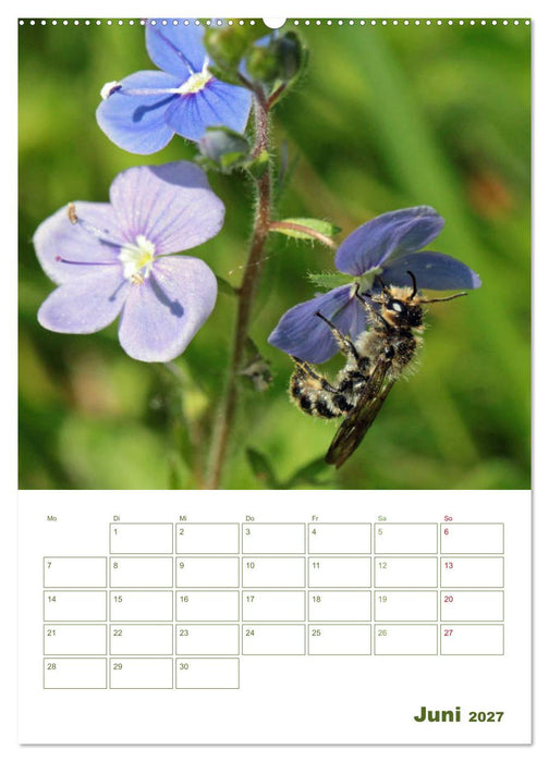Wildbienen-Terminplaner 2027 (CALVENDO Wandkalender 2027)
