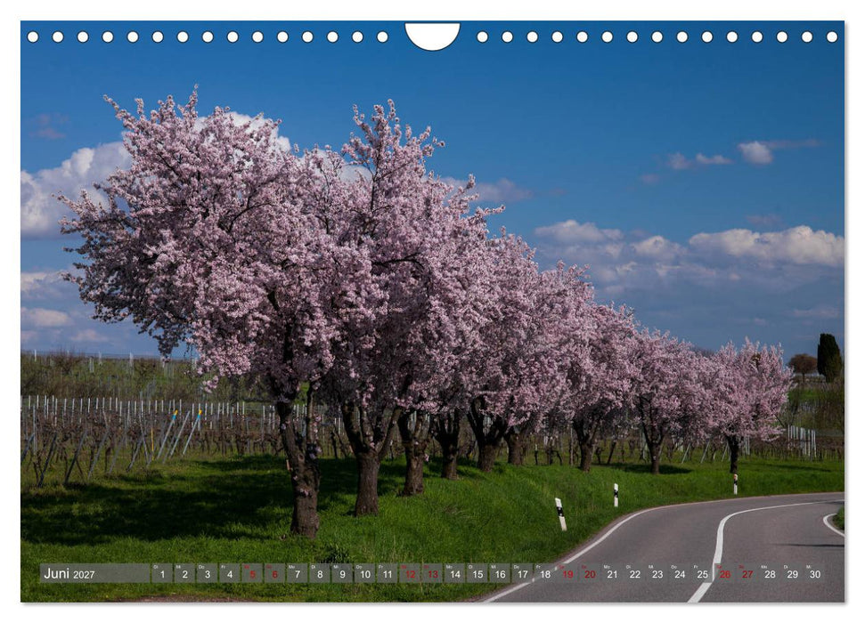 Weinland Pfalz - Region Südliche Weinstraße (CALVENDO Wandkalender 2027)