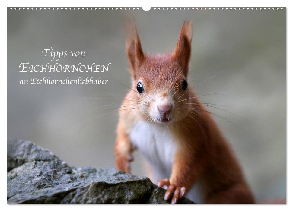 Tipps von Eichhörnchen an Eichhörnchenliebhaber (CALVENDO Wandkalender 2027)