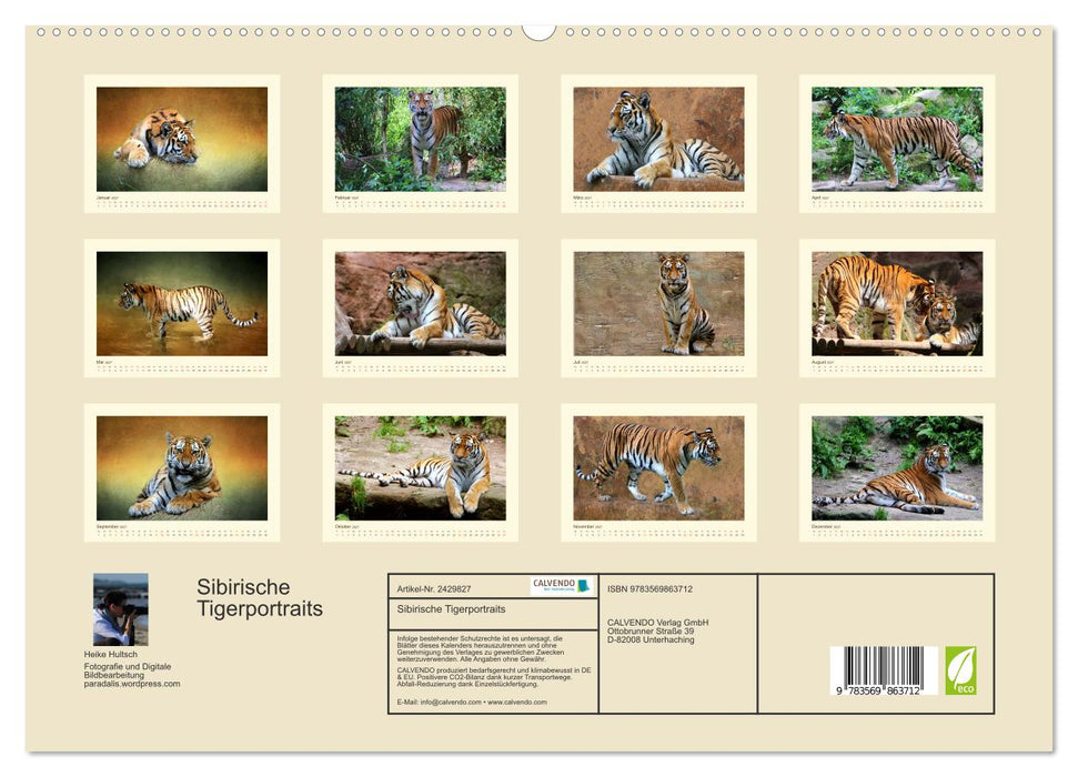 Sibirische Tigerportraits (CALVENDO Premium Wandkalender 2027)