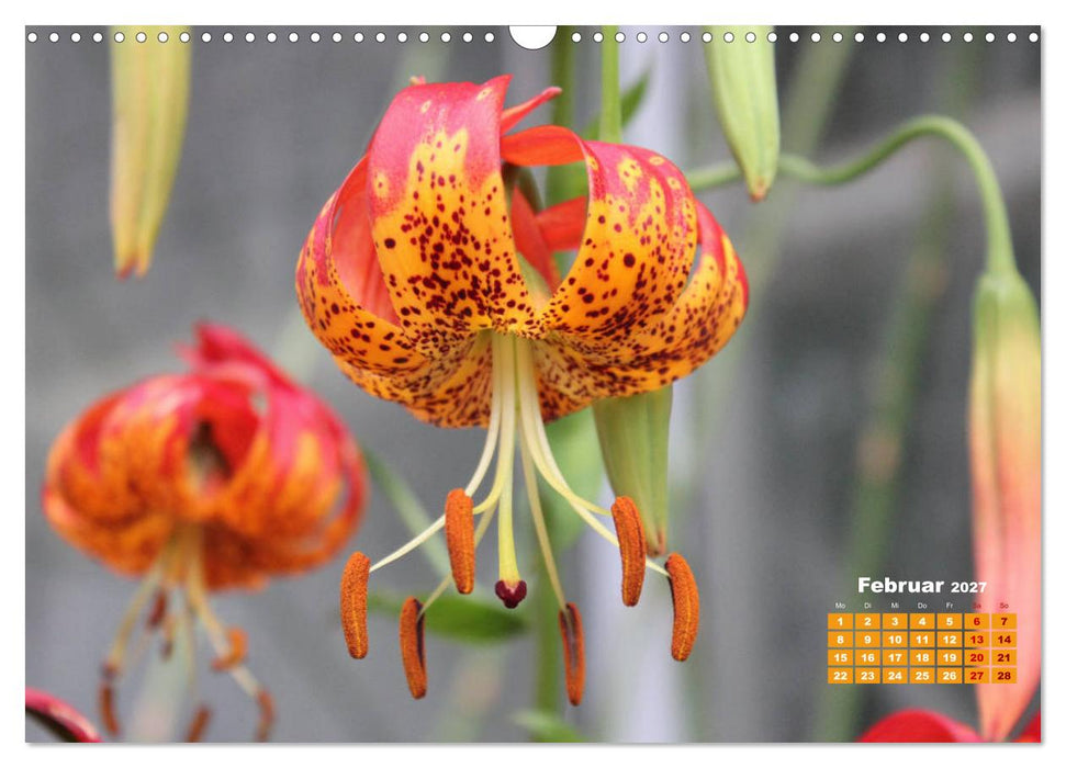 Lilien (Lilium) (CALVENDO Wandkalender 2027)